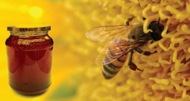 غدًا.. ”الأرض” تكشف خبايا عالم صناعة عسل النحل