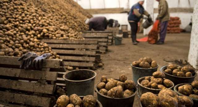 روسيا تحظر استيراد البطاطس مؤقتا من 6 شركات مخالفة