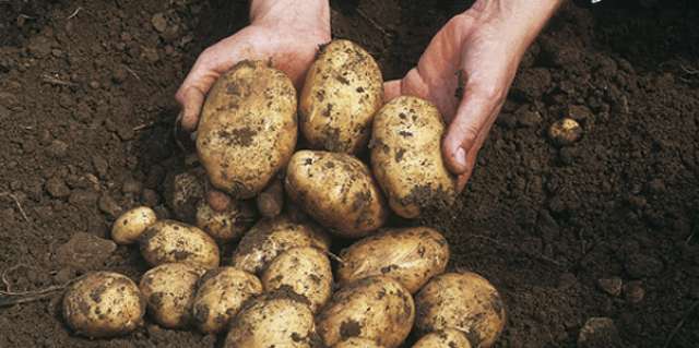 تحذير لمزارعي البطاطس: التبكير في هذه العروة يعرض المحصول للدمار.. لا تزرعوا في أول أغسطس