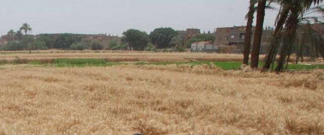 محافظ أسيوط: الانتهاء من حصاد محصول القمح بإجمالي 239 ألف و105 فدان