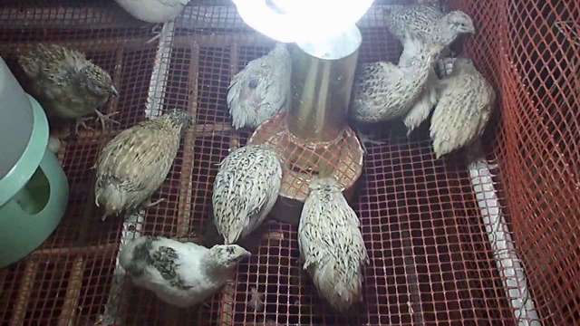 السمان