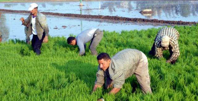 خبراء زراعة يحذرون: طرد السنابل المبكر في الأرز بسبب الإجهاد الحراري وزيادة جرعة مبيدات الحشائش