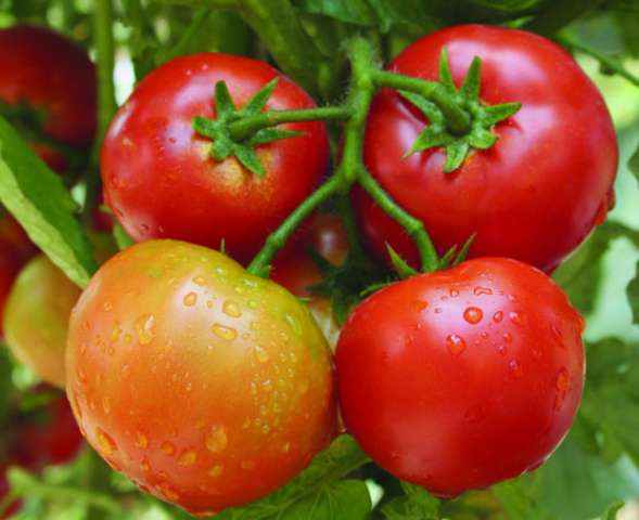 رسميا .. ”الزراعة ”: حظر استيراد تقاوى الطماطم 023 بعد ثبوت إصابتها بالفيروس