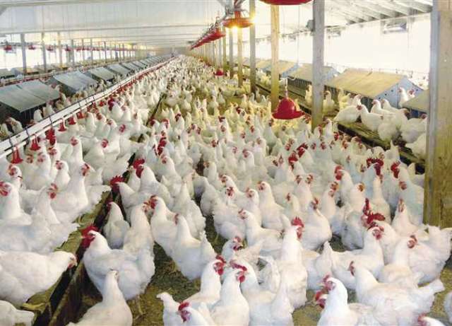 الملتقى الزراعي الأول بقنا يعلن عن أكبر مجمع لإنتاج 12 مليون دجاجة