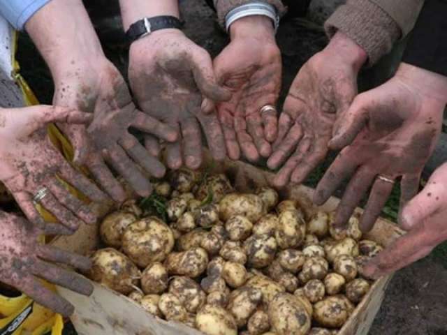 البطاطس.. سيستمر الضعف ”الشديد” في المعروض