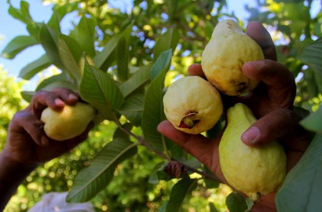 مزارعو إدكو يستغيثون: سوء الصرف والنيماتودا خربت بيوتنا بدمار الجوافة