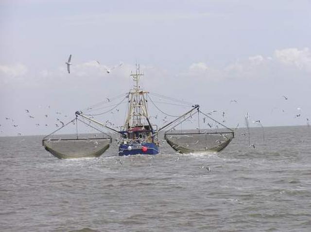 نائب التعاونى للثروة المائية يشدد على تفسير ”الصيد الجائر” فى قانون الصيد الجديد