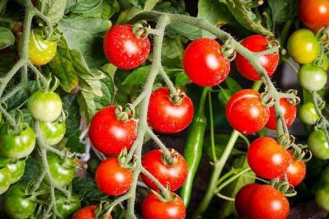 نقيب الفلاحين: انخفاص أسعار الطماطم يسبب خسائر فادحة للمزارعين