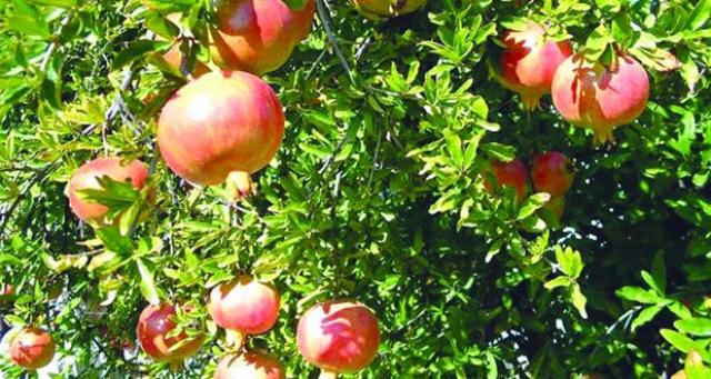 برنامج سمادي لتحجيم ثمار الفواكه دون تشققات في الأجواء الحارة