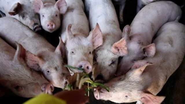 انتشار حمى الخنازير الإفريقية فى إقليم كمبودى ثان