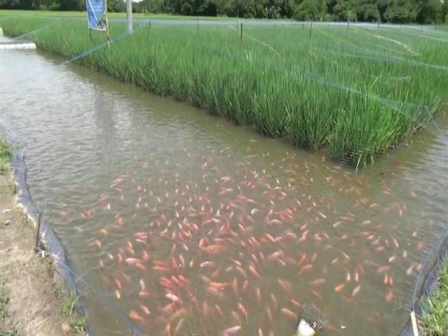 زراعة الأسماك فى الأرز