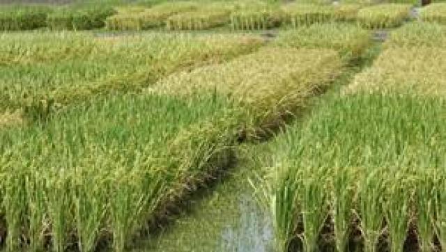 مزارعو الأرز بين مطرقة الغرامة وحجر البيع بأقل من سعر التكلفة