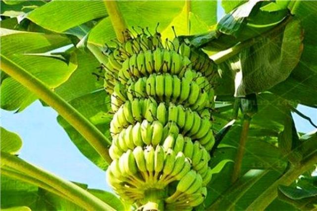 زراعة الموز 