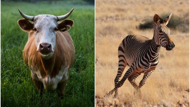 دراسة يابانية : طلاء الأبقار كالحمار الوحشي يحميها من لدغ الحشرات ويوفر المليارات