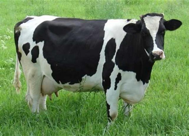 البقرة كاجا ـ أول بقرة مستنسخة فى العالم 