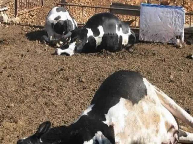 ماشية نفقت بسبب حمى الوادى المتصدع فى السودان 