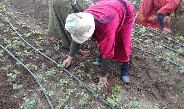 زراعة القليوبية : نقدم الدعم الكامل لمزارعى الفراولة