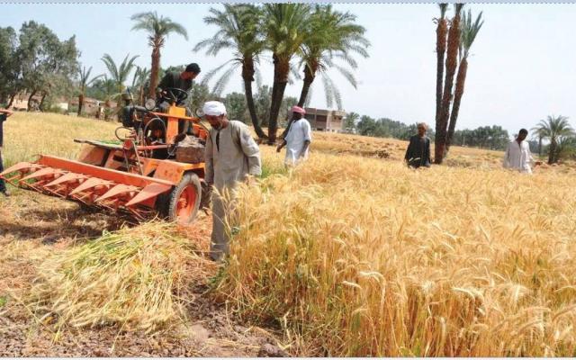 زراعة المنيا : زراعة 3 أصناف من القمح ذات إنتاجية عالية تتحمل التغيرات المناخية