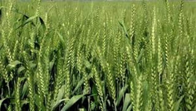 زراعة الوادى الجديد : لأول مرة تطبيق الزراعة التعاقدية على مساحة 80 فدان من القمح