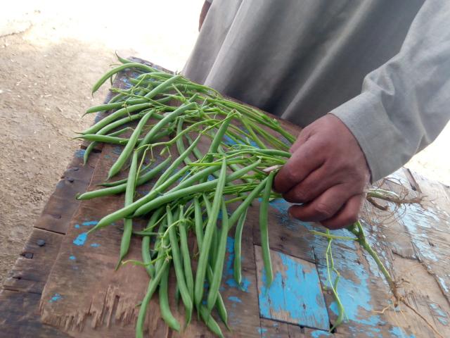 صورة لثمار البسلة الخضراء من إنتاج مزارعين صغار في بني سويف