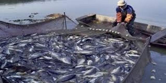 الزراعة :  نستهدف زيادة الإنتاج السمكى لــ2.2 مليون طن سنويا