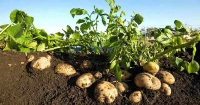 زراعة البطاطس 