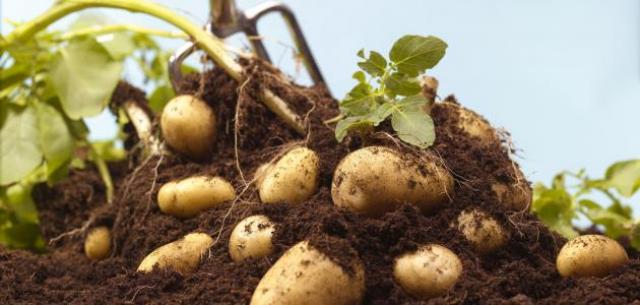 د. محمد علي فهيم: رؤية ضبابية في مجال إنتاج البطاطس وتسويقها محليا وبالتصدير
