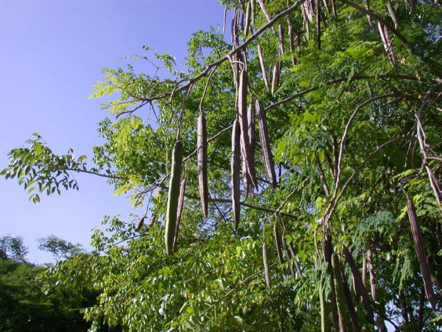 صورة لشجرة المورينجا توضح ثمار بذورها