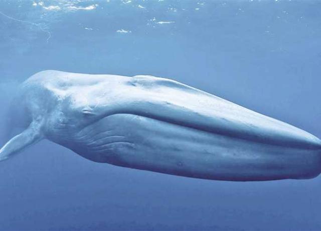 الحوت الازرق 