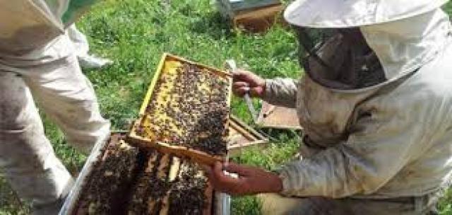تربية النحل 