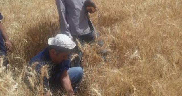 ”الزراعة”: زيادة مساحة الأراضي المنزرعة من القمح لـ 114 ألف فدان