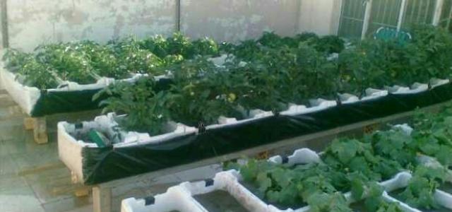 ”زراعة الاسطح وتدوير المخلفات” ندوة بمركز النيل للإعلام بالإسكندرية.  
