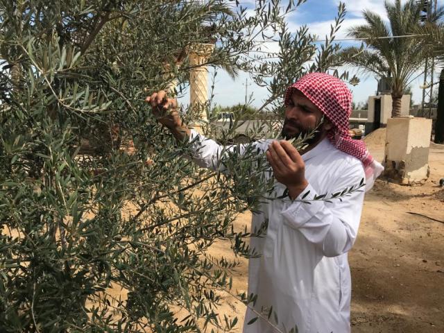 محمود الشيخ مزارع زيتون يفحص الأشجار للاطمئنان على خروج البراعم الزهرية