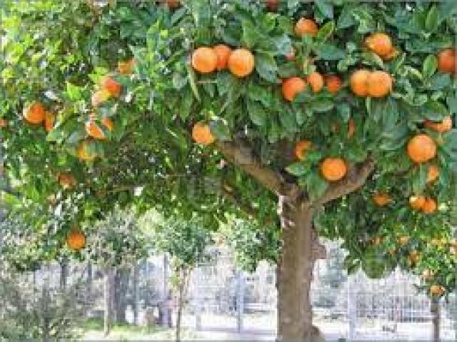 شجر البرتقال