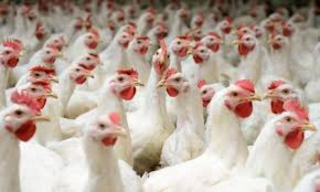 الإنتاج الحيوانى : دورة تدريبية حول تقنيات تربية وإنشاء مشاريع دجاج التسمين