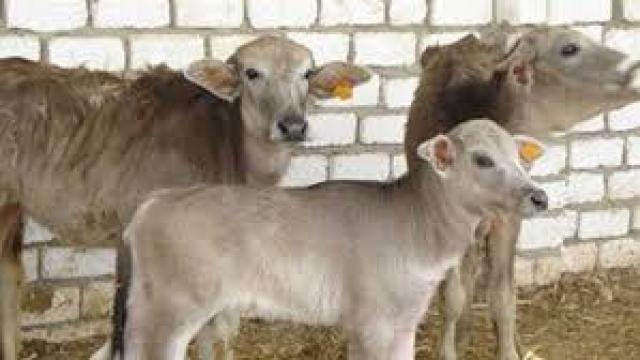 زراعة المنيا : طرح رؤوس ماشية فى الأسواق خلال شهر رمضان