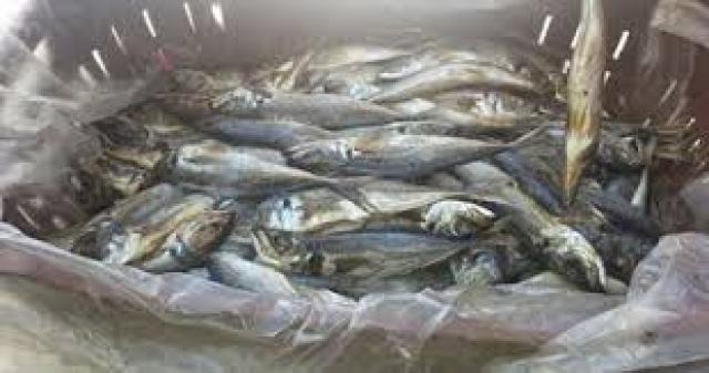تموين البحيرة :  اعدام 4.5 طن اسماك فاسدة خلال شهر