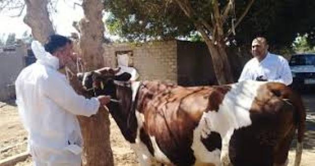 محافظ المنوفية : تحصين 97 الفا و745 راس ماشية ضد الحمى القلاعية وحمى الوادى المتصدع