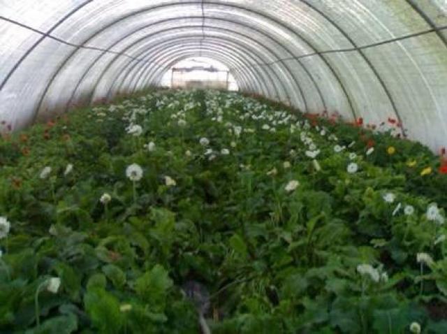 إنتاج أزهار الورد في الزراعة المحمية
