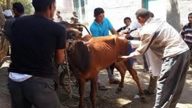 بيطرى الشرقية : تحصين 60 الف رأس ماشية ضد الحمى القلاعية وحمى الوادى المتصدع