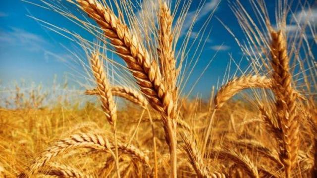 بشهادة المعمل المركزي الحاصل على ”الجودة العالمية”: القمح المصري آمن من المبيدات والسموم الفطرية