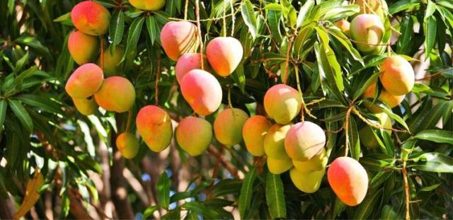 ثمار المانجو .. من أهم المحاصيل البستانية التي تتأثر سلبا في درجات الحرارة العالية