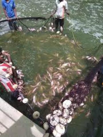 تقديم طلبات استخراج تصاريح صيد وتجميع الزريعة الطبيعية للأسماك فى دمياط حتى 20 يوليو الجارى