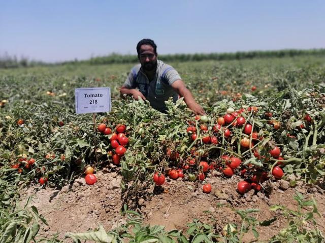 صنف طماطم من شركة ALH SEEDS الهولندية تم تجريبه بنجاح في مصر من خلال وكيلها المصري شركة المشروعات الزراعية 
