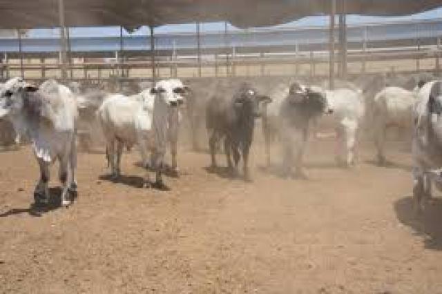 طرح انتاج محطة تسمين الماشية ببورسعيد من خراف وعجول الأضاحى بأسعار مميزة