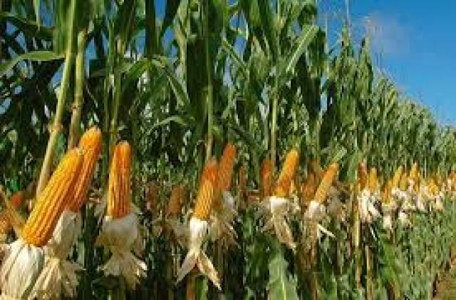 الزراعة تصدر نشرة بالتوصيات الفنية لمزارعي محصول الذرة الشامية  يجب مراعاتها خلال شهر اغسطس 