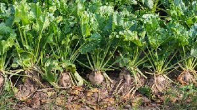 الزراعة تصدر نشرة بالتوصيات الفنية لمزارعي محصول بنجر السكر يجب مراعاتها خلال شهر اغسطس 