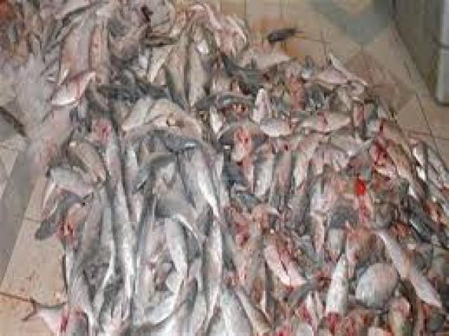 صحة بنى سويف : ضبط 142 طن أسماك مجمدة فاسدة فى حملات على أسواق