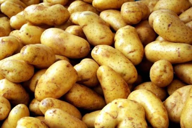 صادرات البطاطس تتخطى 673697 طن لجميع الأسواق العالمية