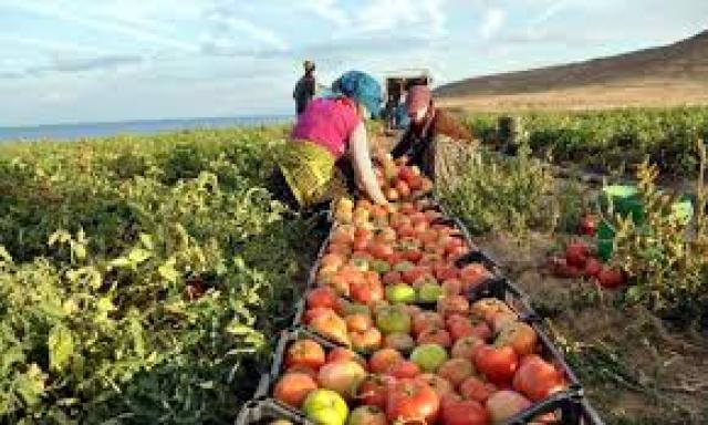 الزراعة :صادرات الخضر والفاكهة بلغت 3 مليون و781 ألف حتى الأن